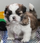 Prodm tata SHIH TZU