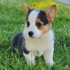 Prodám mini štěňata Welsh Corgi Pembroke.