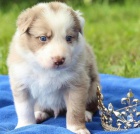 Rozkošná štěňátka border kolie k adopci zdarma.