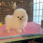 Hravá pomeranská štěňata k adopci zdarma.