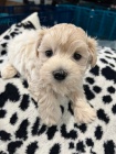 Sladká štěňátka Maltipoo k adopci zdarma.