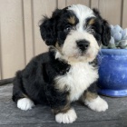 Štěňata Bernedoodle na prodej
