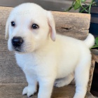 Prodám zdravá a krásná štěňata labradorského retrívra.