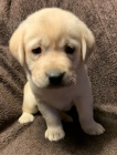 Prodám mini očkovaná štěňata labradorského retrívra.