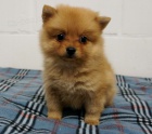 Pomeranian štěňata k adopci