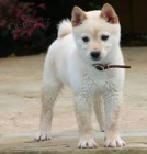 úžasná bílá štěňata shiba inu na prodej