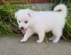 Prodám štěňata Pomskies (kříženec sibiřský husky a pomeranian)