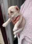 Prodám ZDRAVÁ a OČKOVANÁ mini krásná štěňata francouzského buldočka.