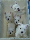 Prodám štěňata West Highland White Terriers