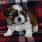 Prodám mini štěňata SHIH TZU