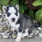 Prodám štěňata sibiřského huskyho s krásnýma modrýma očima.