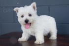 Prodám mini mini štěňata West Highland White Terriers