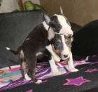 Mini bulteriér