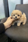 Prodám štěňata Maltipoo