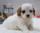 mini hračka štěňata Cavapoo k adopci