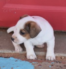 získejte na prodej úžasná a zdravá štěňata jack russella.