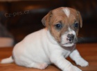 Prodám štěňata mini jack russell teriéra.