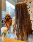 Cavapoo štěňata