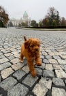 Cavapoo štěňata