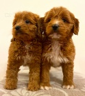 Cavapoo štěňata