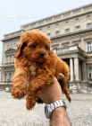 Cavapoo štěňata