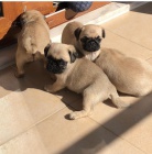 Mops štěňátka k adopci zdarma.