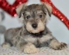 štěňata malého knírače a pejska k adopci.