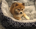 Fantastická štěňata shiba inu