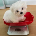 Prodám zdravá a krásná mini štěňata pudla a pudlíka.