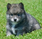 Prodám štěňata Pomskies
