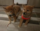 Prodám roztomilá mini sladká vánoční štěňátka shiba inu