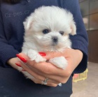 Toy miniaturní štěňata pejska a fenky bílého Pudla na prodej.