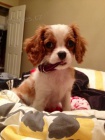 Zdrav a krsn TATA Kavalr King Charles Spaniel na prodej.