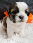 Prodám očkovaná a odčervená štěňata SHIH TZU