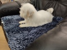 Coton de Tulear / Pekingese štěňata