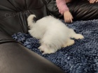 Coton de Tulear / Pekingese štěňata