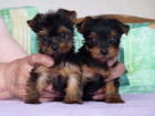 Prodám zdravá štěňata mini yorkie.