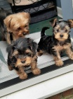 Prodám zdravá a očkovaná štěňata mini yorkie.