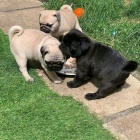 Ohromující mops štěňata k adopci.