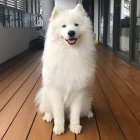 Dvě štěňátka samojeda do nového domova