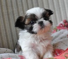 Rozkošná štěňátka Shih Tzu do nových domovů