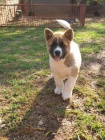 Máme štěňátka Akita Inu do dobrých domovů