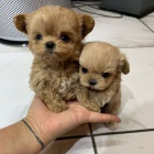 Prodm tata okovanho pudla trpasliho psa a samice mini toy.