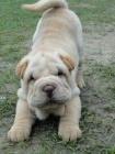 Prodám štěňata Shar-pei Jsou očkovaná a odčervená.