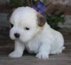 Prodám štěňata SHIH TZU