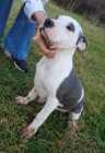 Americký pitbulteriér ŠTĚŇATA