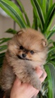 Pomeranian štěňata k adopci. 