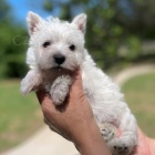 PRODÁM KRÁSNÁ A OČKOVANÁ štěňata West Highland White Terriers