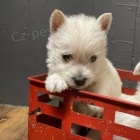 PRODÁM KRÁSNÁ A OČKOVANÁ štěňata West Highland White Terriers
