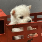 PRODÁM KRÁSNÁ A OČKOVANÁ štěňata West Highland White Terriers
